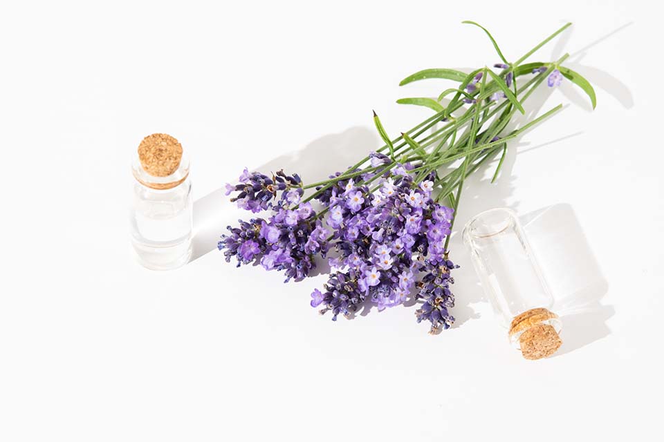 The health benefits of lavender essential oil thumbnail